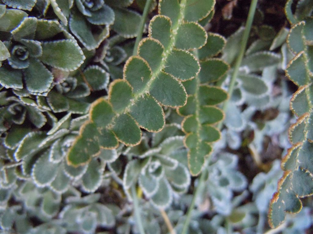 Colle Rotondo (AQ) : Asplenium ceterach